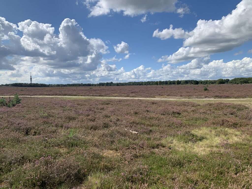 Bussummer Heide, Bussum, 2025