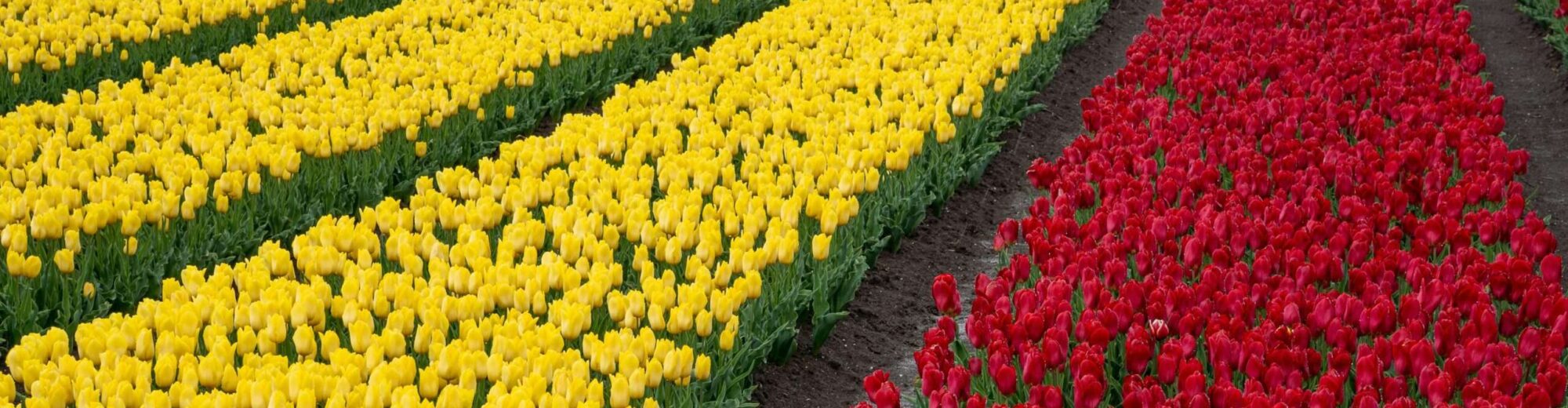 Vakantieland Nederland