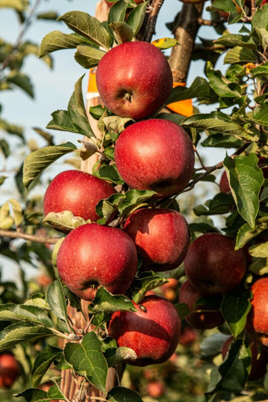 Appelboom, illustraie bij Loeren Festival, Houten (2026 editie)